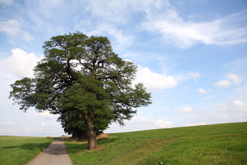Fototapeta na wymiar Solitary tree on a hill with a way in a cloudy da