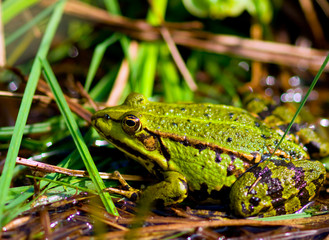 Naklejka premium Edible Frog (Rana esculenta)