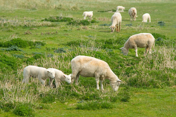 Obraz na płótnie Canvas Schafe auf der Weide