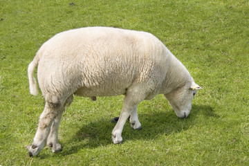 Obraz na płótnie Canvas Schaf auf der Weide