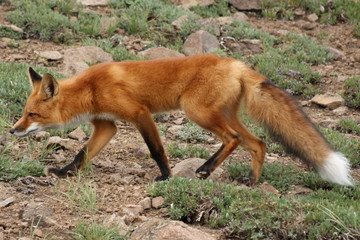 Fox