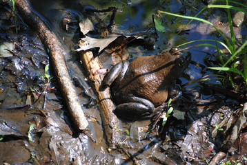 Brown Frog in Mud