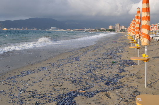 Meduse Sulla battigia a Savona