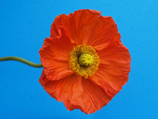 Türkischer Mohn auf Blau
