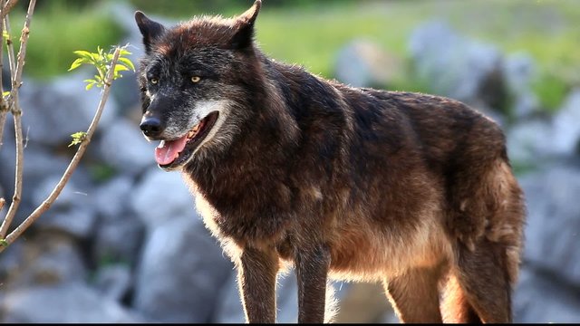 timberwolf