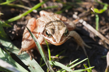 Grasfrosch - Rana temporaria