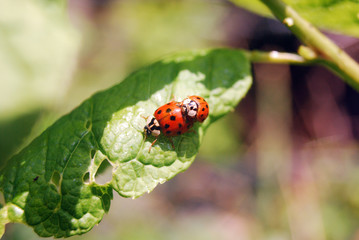 Fototapeta premium Marienkäfer