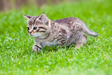 little kitten playing on the grass