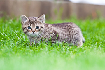 Naklejka na ściany i meble little kitten playing on the grass