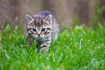 little kitten playing on the grass