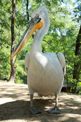 pelican