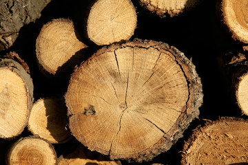 Naklejka premium lots of Cut trunks stacked in industrial yard