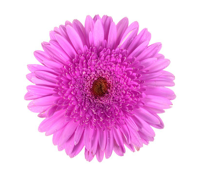 Fototapeta One purple flower with dew