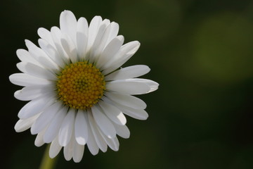 Obraz premium Gänseblümchen