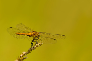 Libelle
