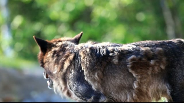 timberwolf