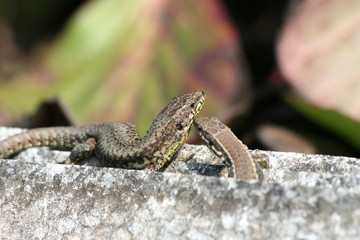 Bisous de lézards