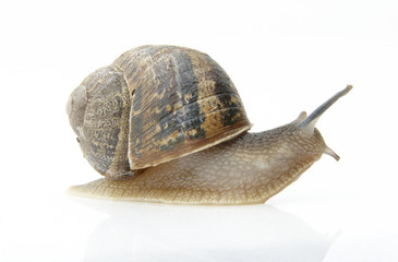 Snail