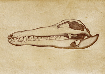 Obraz premium Crocodile's Skull Illustration (from late 1800)