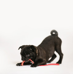 Mops Hundebaby