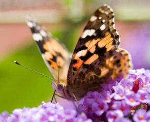 Obraz na płótnie Canvas Butterfly on a budlia flower macro
