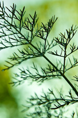 Fennel and raindrops.