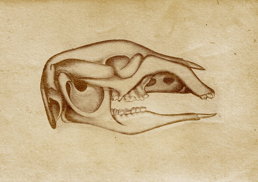 Kangaroo's Skull Illustration (from late 1800)