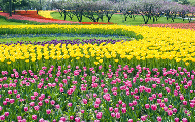 Obraz premium Bed of Multicolored tulips