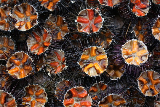 ricci