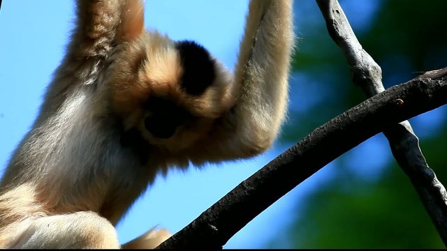 gibbon
