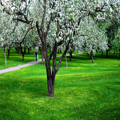 Fototapeta na wymiar blossoms on footpath through green forest