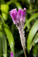 Purple cockscomb weed