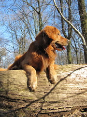 Golden Retriever im Wald