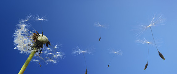 Obraz premium dandelion