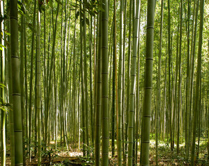 A beautiful bamboo grove in Kyoto, Japan