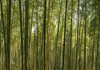 A beautiful bamboo grove in Kyoto, Japan