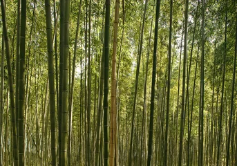 Crédence de cuisine en verre imprimé Bambou Une belle bambouseraie à Kyoto, Japon