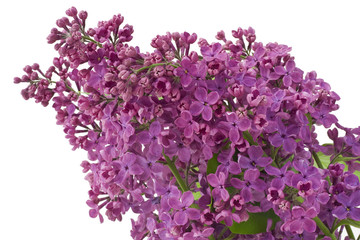 Purple  lilac background