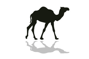 black silhouette of camel isolate