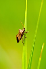 insect