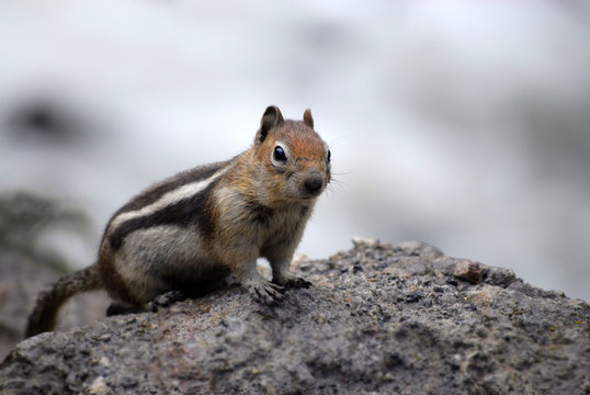 Chipmunk Squirrel
