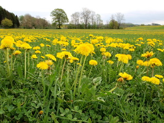 Allgau Löwenzahnwiese
