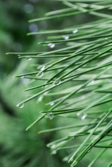 Raindrops on pine needles