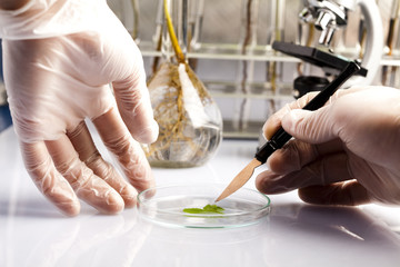 Experimenting with flora in laboratory