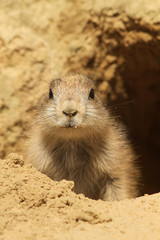 Baby prairie dog looking at you