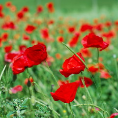 Naklejka premium Red poppies