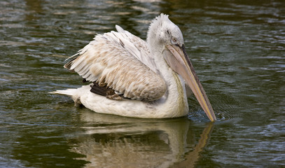 Pelican water bird.