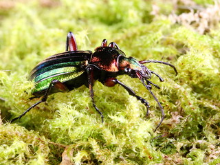 Carabus auratus an insectivorous beetle that eats garden pests