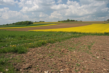 Acker und Rapsfeld
