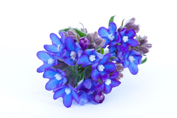 Obraz premium flowers